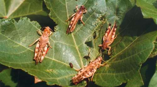 Της ...ακρίδας στον Αγ. Ευστράτιο - κατάσταση έκτακτης ανάγκης