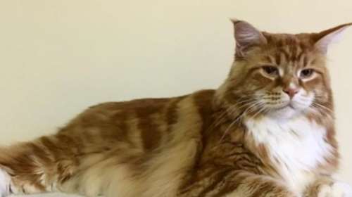 Γνωρίστε τον Ομάρ, τον μεγαλύτερο γάτο του κόσμου