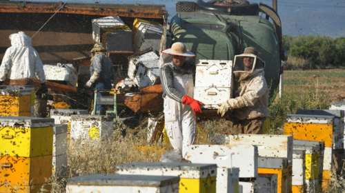 Επιδρομή μελισσών στο Αργος: Ανατροπή φορτηγού με μελίσσια [βιντεο-φωτο]