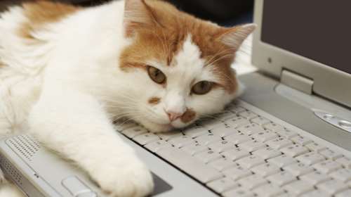 «Προσλαμβάνουν» γάτες κατά του εργασιακού στρες!