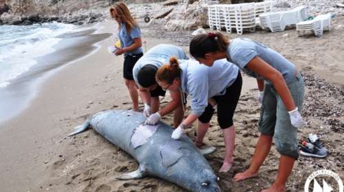 Κτηνωδία στη Σάμο: Σκότωσαν φώκια με κυνηγετικό όπλο [φωτό]