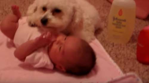 Σκύλος προστατεύει μωρό από τις... διαβολικές δυνάμεις