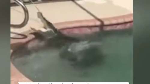 Αλιγάτορας 7 μέτρων μέσα σε πισίνα σπιτιού στη Φλόριδα! -βίντεο