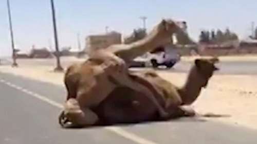 Ντουμπάι: Χάος από καμήλες που κάνουν σεξ στη μέση του δρόμου