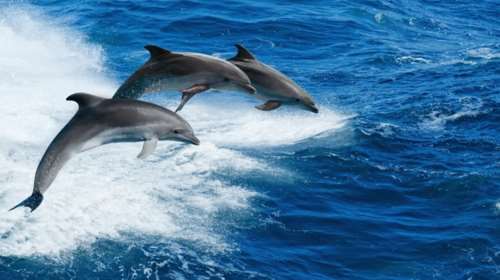 Δελφίνια απολαμβάνουν τη θάλασσα και παίζουν στον Κορινθιακό