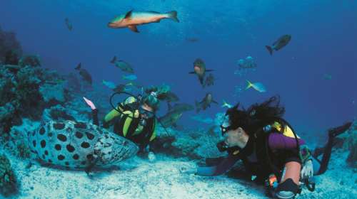 Ο μαγικός κόσμος του βυθού ζωντανεύει στο Πλανητάριο. Ενα υπέροχο βίντεο