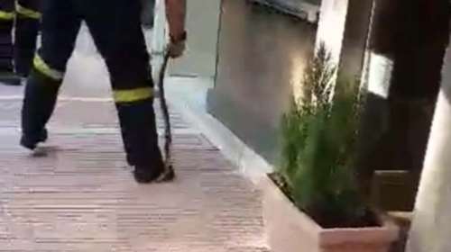 Πυροσβέστης ακινητοποιεί φίδι με τα χέρια στη Λάρισα