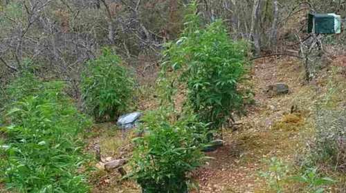 Χαλαρά: «Μερακλής» είχε φυτεία κάνναβης έξω από τη Θεσσαλονίκη