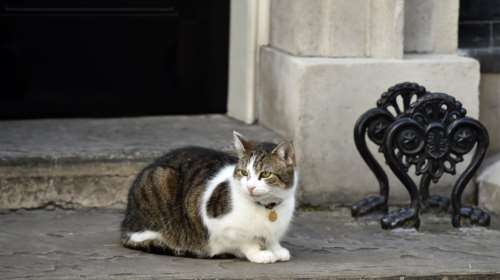Ποια Μέι; Ο γάτος Λάρι... αυτοδύναμος στην Ντάουνινγκ Στριτ