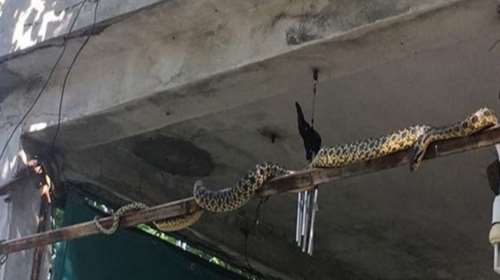 Γέμισε με φίδια η Σμύρνη - Πώς συνδέονται με τον μεγάλο σεισμό (ΦΩΤΟ)