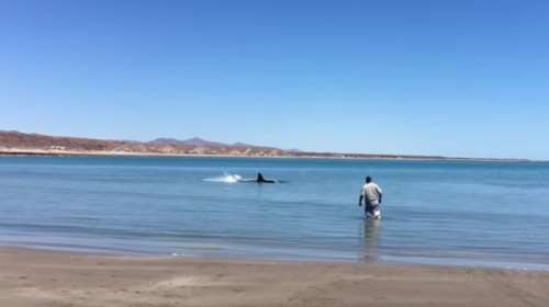 Μεξικό: Τεράστιος λευκός καρχαρίας βγήκε στα ρηχά - Δείτε το βίντεο