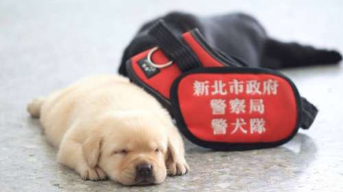 Αυτός ειναι ο πιο αξιαγάπητος αστυνομικός σκύλος του κόσμου
