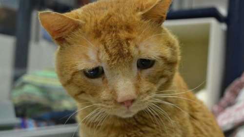 Αυτός είναι ο πιο λυπημένος γάτος στον κόσμο