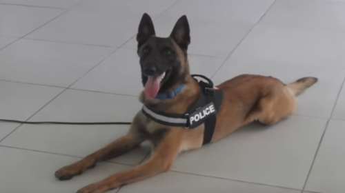 Ημέρα κατά των ναρκωτικών: Το μήνυμα της ΕΛΑΣ με τον Κάλιμαν