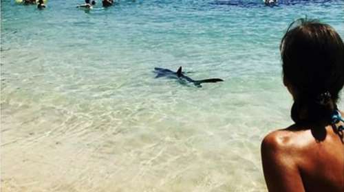 Τρόμος σε παραλία της Μαγιόρκας με την εμφάνιση καρχαρία