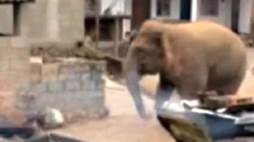 Μία βόλτα στο χωριό από έναν αρσενικό ελέφαντα