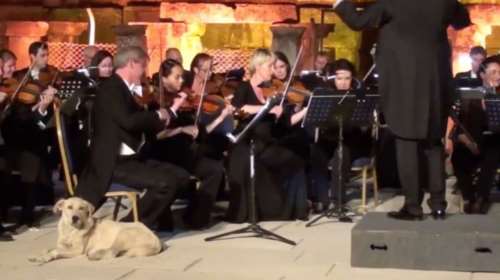 O σκύλος που έκλεψε την παράσταση στην Τουρκία  [video]