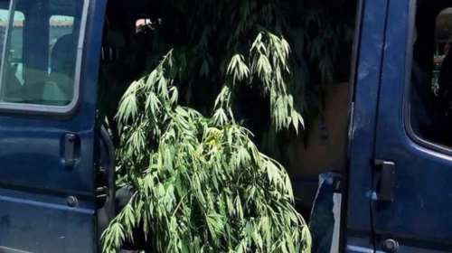 Όπλα, σφαίρες και 80 δενδρύλλια κάνναβης στο στρατόπεδο Καποτά