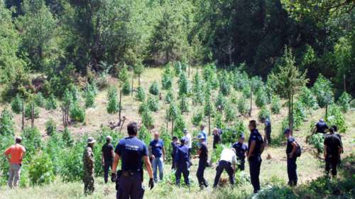 Βρήκαν «ορφανή» φυτεία κάνναβης στην Καλαμάτα