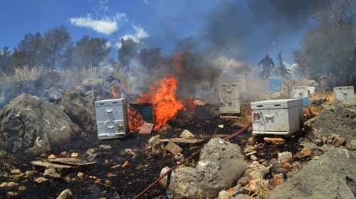 Έβαλε φωτιά κατά λάθος &quot;καπνίζοντας&quot; μελίσσια