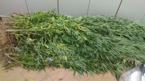 Συνελήφθησαν δημόσιοι υπάλληλοι που καλλιεργούσαν χασίς στο Παναιτώλιο