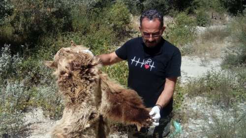 Καταγγελία Αρκτούρου: Σκότωσαν αρκούδα για το δέρμα της (ΦΩΤΟ)