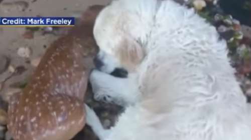 Ο σκύλος-&quot;Καταιγίδα&quot; έσωσε από πνιγμό ελάφι - Βούτηξε στο νερό (ΒΙΝΤΕΟ)