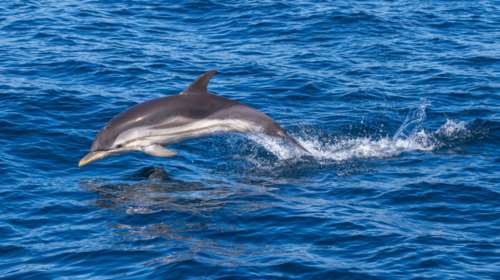 Σκόπελος: Δελφίνι κολυμπάει στα ρηχά ανάμεσα στους λουόμενους
