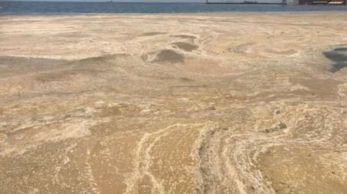 Ξαναγέμισε πλαγκτόν και μέδουσες ο Θερμαϊκός