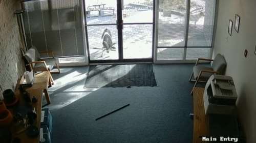 &#39;Εφοδος αγριεμένου τράγου σε εταιρία στο Κολοράντο video