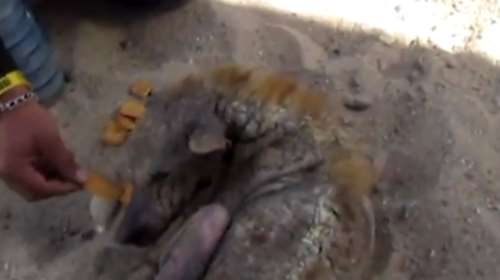 Εδωσαν ζωή σε σκύλο που ήταν ετοιμοθάνατος