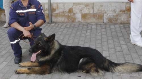 «Ζητιανεύουν» για να ταϊσουν,τα σκυλιά διασώστες της 2ης ΕΜΑΚ