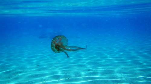 Το κυβερνητικό...σχέδιο για τις τσούχτρες στον Κορινθιακό