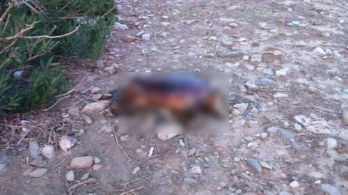 Ντροπή! Βασάνισαν και σκότωσαν καρέτα-καρέτα στην Κρήτη