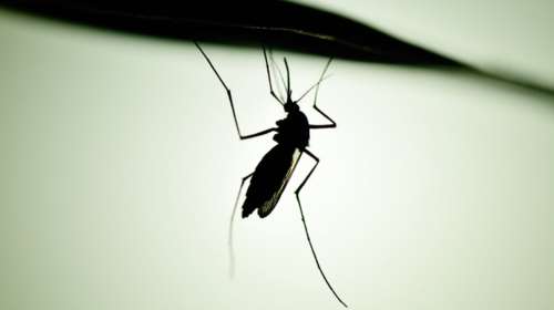 Δύο νεκροί από τον ιό Δυτικού Νείλου - Τι συστήνει το ΚΕΕΛΠΝΟ