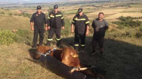 Αναταρραχή στην Πυροσβεστική για τη διάσωση ταύρου σε χαράδρα video
