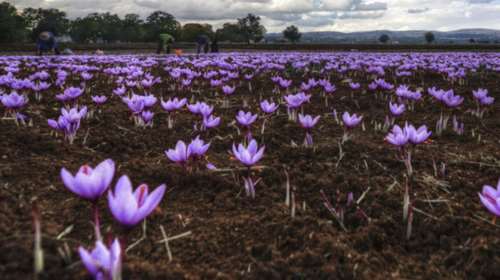 Ο ελληνικός κρόκος ταξιδεύει στην Κίνα σαν φάρμακο