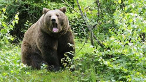 Κυνηγός στη Φλώρινα τραυματίστηκε από επίθεση αρκούδας