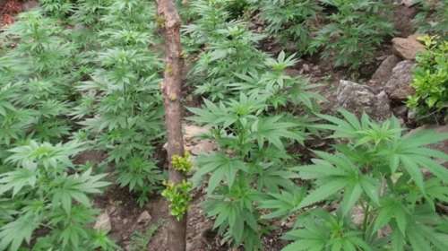 Φαιστός: Δύο φυτείες με 780 δενδρύλλια και 57 κιλά κάνναβης - Δύο συλλήψεις