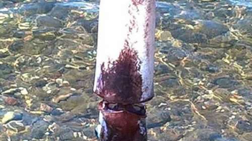 Καλαμάρι γίγα βάρους τριών κιλών έπιασε λουόμενος (ΦΩΤΟ)