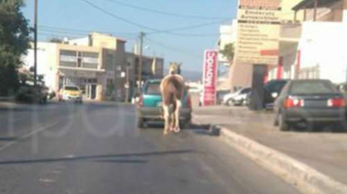Οδηγός έδεσε το...άλογο στον κοτσαδόρο και βγήκε βόλτα φωτό