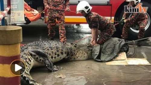 Θηριώδης κροκόδειλος προκαλεί πανικό σε συνεργείο αυτοκινήτων video