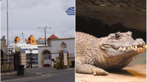 Στο τελωνείο της Ρόδου «τσίμπησαν» 5 ζωντανούς κροκόδειλους!