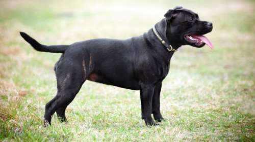 Σκύλος τρελάθηκε από την κοκαΐνη και σκότωσε το αφεντικό του