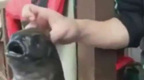 Ψάρι-τέρας: Νέο είδος ή... ραδιενεργό παράγωγο της Φουκουσίμα;