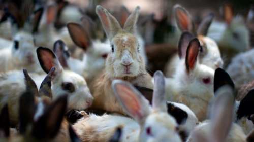 Μαδούρο αλά Μαρία Αντουανέτα: Πεινάτε; φάτε κουνέλια!