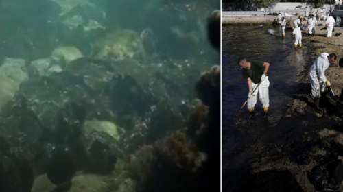 Εικόνες σοκ από τη ρύπανση στο  βυθό της Σαλαμίνας [ΒΙΝΤΕΟ]