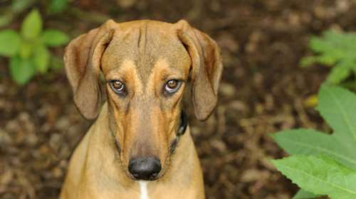 Καταδίκη συνταξιούχου για κακοποίηση σκύλου σε διαμέρισμα στο Κολωνάκι