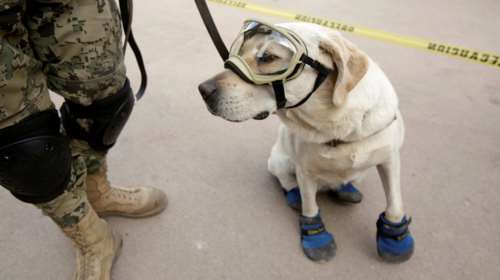 Aυτή είναι η Frida, που έχει σώσει 52 ανθρώπους στο σεισμό στο Μεξικό