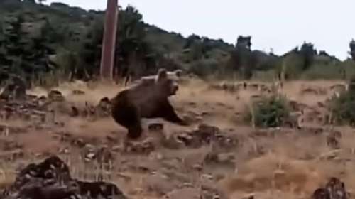 Καστοριά: Βγήκε βόλτα με τον σκύλο του και βρήκε αρκούδες (ΒΙΝΤΕΟ)